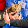 Kitten aus Odessa auf dem Arm eines Tierpflegers
