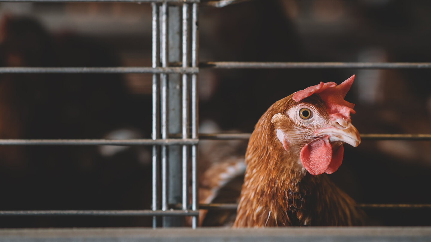 Ein in Massentierhaltung lebendes Huhn schaut durch die Gitter eines Käfigs