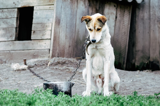 Ein abgemagerter Hund sitzt angekettet vor einer Hundehütte als Symbol für Tierquälerei