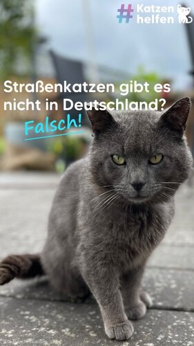 Wusstest du, dass es auch in Deutschland Millionen Straßenkatzen gibt? 🐈‍⬛

Erfahre mehr über eines der größten...