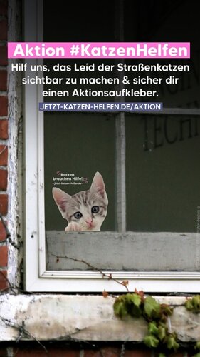 Lasst uns zusammen das Leid der Millionen Straßenkatzen sichtbar machen! Jetzt kostenlosen Aktionsaufkleber anfordern: 👉...