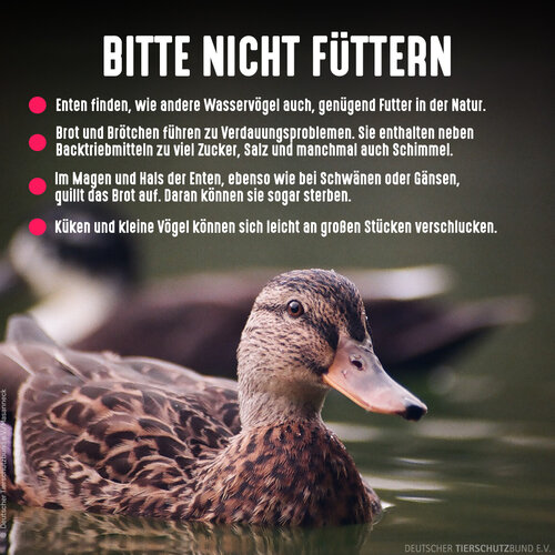 Brot kann für Enten tödlich sein ⚠️ 🦆
Enten finden, wie andere Wasservögel auch, genügend Futter in der Natur. Dennoch...