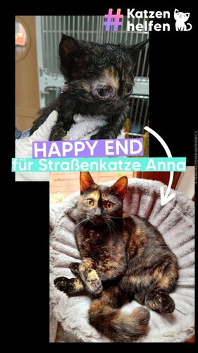 Happy End für Straßenkatze Anna 💙🐱

Es stand nicht gut um Anna und ihre zwei Geschwisterchen, als sie mutterseelenallein...