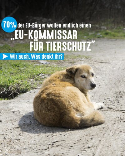Beim Tierschutz tritt die EU auf der Stelle. Deshalb möchte die belgische Tierschutzorganisation GAIA, mit der wir in...