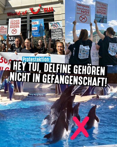 Unsere Forderung an TUI: Beendet den Verkauf von Eintrittskarten für Delfinshows, Delfinarie & Co.! 🐬📢

Gestern haben...