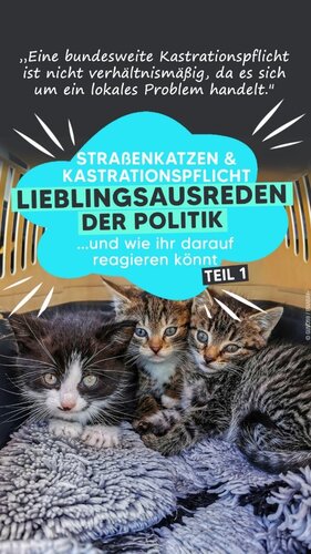 Liebe Poltikerinnen & Politiker, darum ist das Elend der Straßenkatzen nicht nur ein lokales Problem. Wir brauchen...