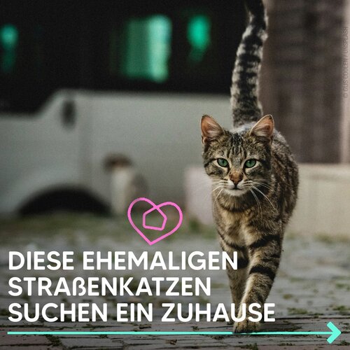 Auch sie haben eine zweite Chance verdient. 🐱❤️

Diese ehemaligen Straßenkatzen suchen ein liebevolles Zuhause. Viele...