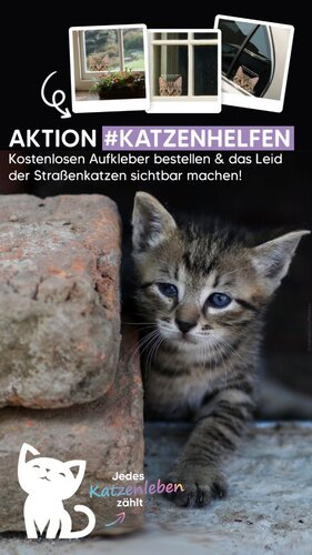 Jetzt kostenlosen Aktionsaufkleber anfordern & auf das Leid der Straßenkatzen aufmerksam machen:
👉...