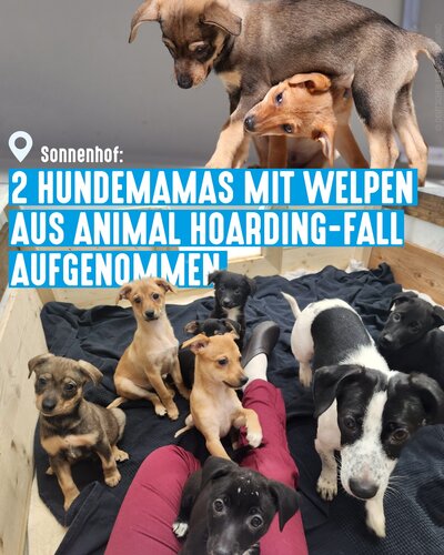 Als das Tierheim Höchstadt unseren Sonnenhof um Unterstützung bei der Aufnahme von Hunden aus einem Animal Hoarding-Fall...