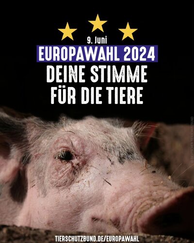 Darum ist die Europawahl 🇪🇺 so wichtig für den Tierschutz 👇
Ob ein Verbot von Tiertransporten in Drittländern oder...