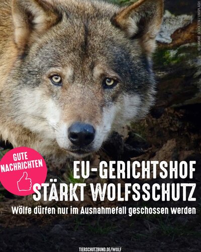 Der Europäische Gerichtshof hat Grundsätze für den Abschuss von Wölfen 🐺 festgelegt: Die Tiere dürfen nur im absoluten...