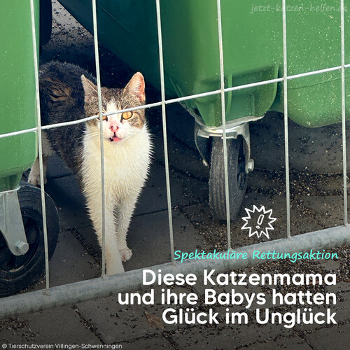 Katzenbabys im Schacht und im Auto erleben Happy End 🐱

Eine junge Straßenkatzen-Mutter hatte leider kein gemütliches...