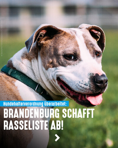 Zusammen mit unserem Landestierschutzverband Brandenburg begrüßen wir die überarbeitete Hundehalterverordnung, die heute...